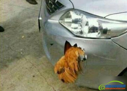 引起激烈讨论的铁公鸡事件